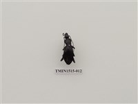 藏品(鞘翅目(一))的圖片